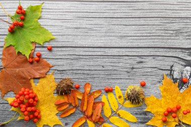 Sonbahar akçaağaç yaprakları ve Rowan böğürtlenli eski ahşap arka planda fotokopi alanı. Sonbahar havası.