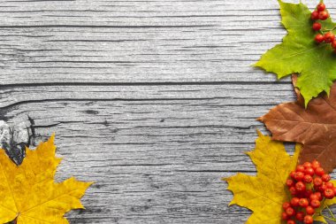 Sonbahar akçaağaç yaprakları ve Rowan böğürtlenli eski ahşap arka planda fotokopi alanı. Sonbahar havası.