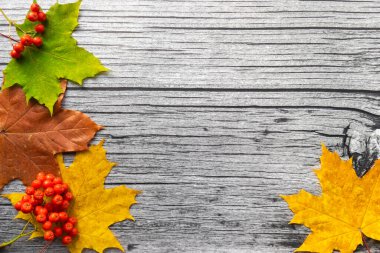 Sonbahar akçaağaç yaprakları ve Rowan böğürtlenli eski ahşap arka planda fotokopi alanı. Sonbahar havası.