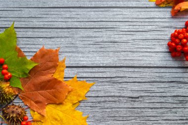 Sonbahar akçaağaç yaprakları ve Rowan böğürtlenli eski ahşap arka planda fotokopi alanı. Sonbahar havası.