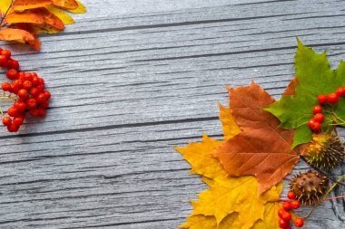 Sonbahar akçaağaç yaprakları ve Rowan böğürtlenli eski ahşap arka planda fotokopi alanı. Sonbahar havası.
