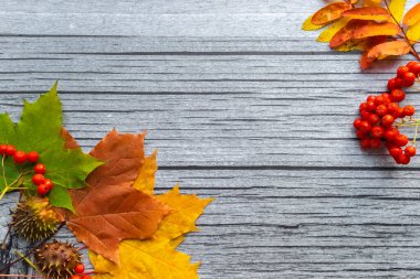  Görüntü doğal malzemelerden yapılmıştır. Copyspace, eski ahşap bir tahtanın üzerinde kırmızı ve sarı yapraklı güzel renkli bir yakın plan. Parlak sonbahar renkleri.