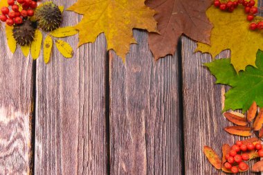  Görüntü doğal malzemelerden yapılmıştır. Copyspace, eski ahşap bir tahtanın üzerinde kırmızı ve sarı yapraklı güzel renkli bir yakın plan. Parlak sonbahar renkleri.