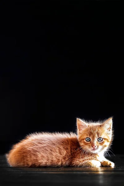배경에 고양이 고양이 바닥에 광고용 고양이 — 스톡 사진
