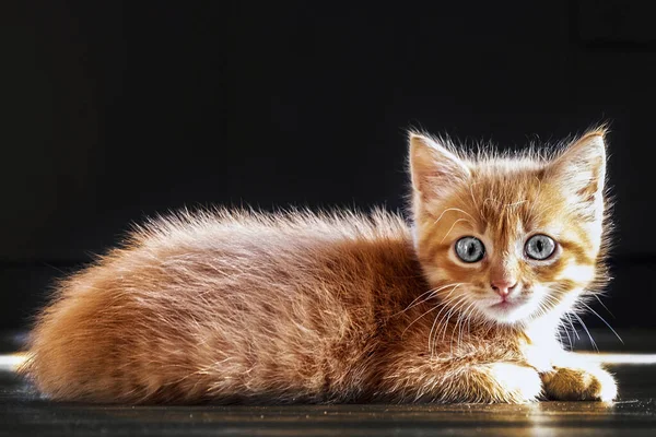 Masalah Kesehatan Hewan Peliharaan Sembelit Dan Glais Pada Kucing Kecil — Stok Foto