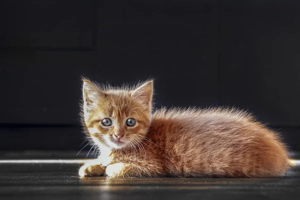 Bezdomny Kotek Ciemnym Tle Oświetlony Jest Promieniami Słońca Porzuconym Zwierzęciem — Zdjęcie stockowe
