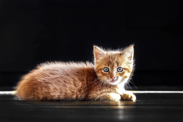 Gato Joven Gatito Pequeño Yace Suelo Oscuro Sobre Fondo Oscuro —  Fotos de Stock