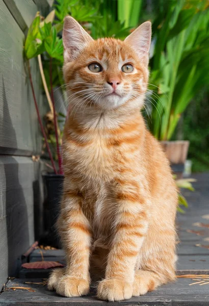 배경과 테라스 고양이 — 스톡 사진