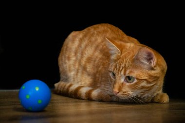 Siyah arka planda kırmızı saçlı küçük kedi yavrusu, mavi topla koşup oynamaya hazırlanıyor..