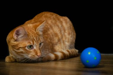 Siyah arka planda kırmızı saçlı küçük kedi yavrusu, mavi topla koşup oynamaya hazırlanıyor..