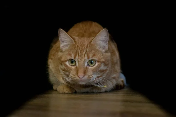 後ろに黒い背景の木製の床に赤い子猫が座っています — ストック写真