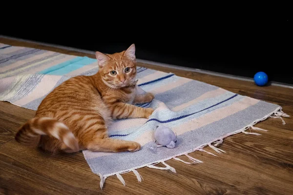 Gatinho Vermelho Animal Estimação Animal Estimação Está Jogando Com Uma — Fotografia de Stock