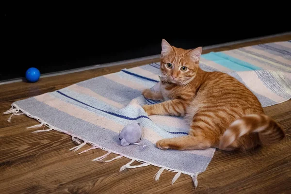 고양이 동물과 동물이 찌그러진 위에서 파란색 가지고 — 스톡 사진