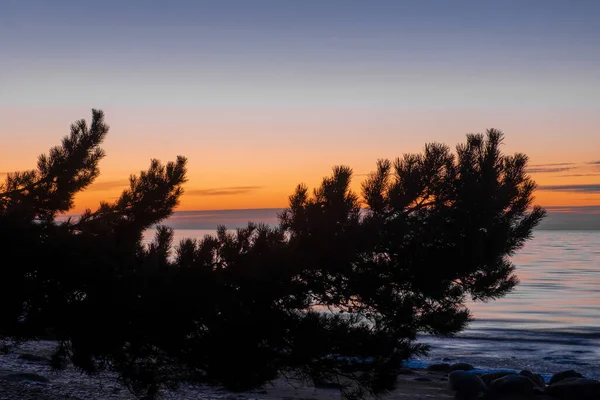 Zadziwiająco Piękny Zachód Słońca Morzu Północnym Gałązką Świerku Pierwszym Planie — Zdjęcie stockowe