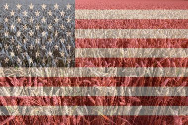 Amerikan bayrağı renginde bir altın buğday tarlası..