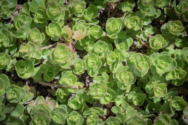 Yeşil bitki arka planı, yukarıdan güzel bir çalı manzarası, düz bir ley. 