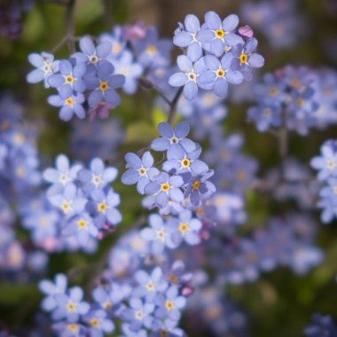 canlı çiçek arkaplanı, düz ley, kare çerçeve 