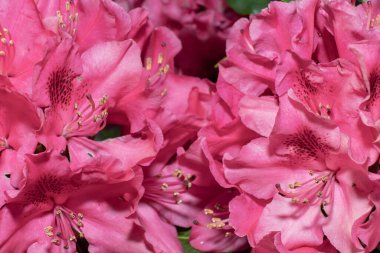 rhododendron çiçekleri boşluğu tamamen dolduruyor, çiçeklerin parlak yatay arkaplanı.