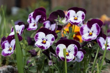 Bahçenizde iki renkli viyola çiçekleri yetişir ve farklı renkleri ihlal eder.