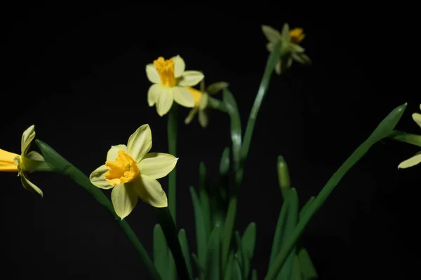 Gelbe Narzissenblüten Auf Schwarzem Hintergrund Ein Strauß Heller Blumen — Stockfoto