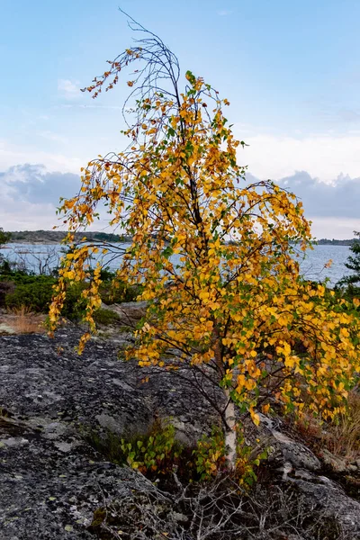 제도의 브란도 아름다운 핀란드 스웨덴 바위투성이 꽃피는 히스와 난쟁이 나무들 — 스톡 사진