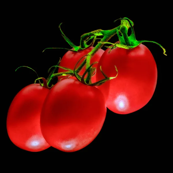 Vier Große Rote Kirschtomaten Hängen Diagonal Einem Grünen Zweig Auf — Stockfoto