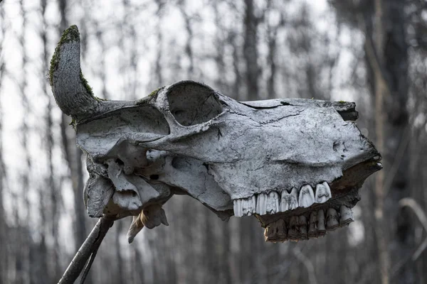 Egy Koponya Szarvakkal Ágon Pogányok Áldozata Rituális Szertartások — Stock Fotó