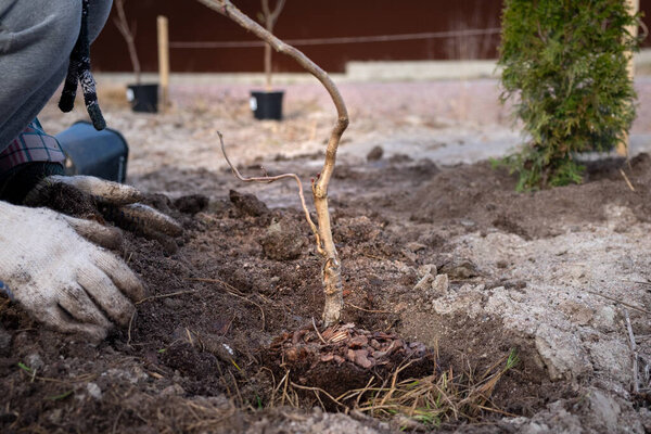 a girl in gloves in the garden plants a small bush of decorative red hazel.