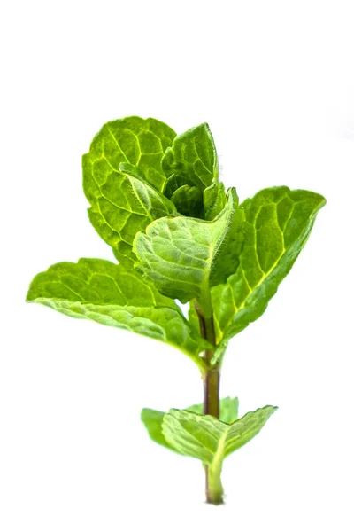 Brin Menthe Avec Des Feuilles Isolées Sur Fond Blanc — Photo