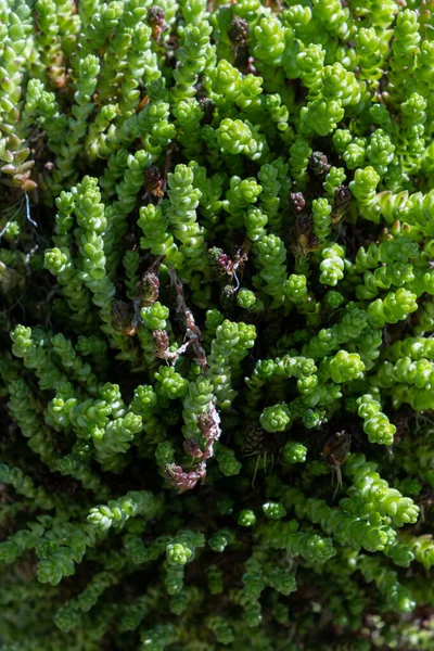 Pozadí Světlé Kudrnaté Kudrnaté Vody Milující Rostliny Sedum Mechovité Druhy — Stock fotografie