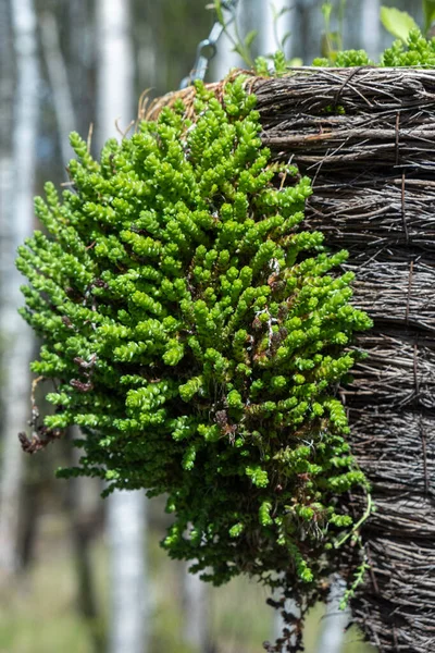 水を愛する植物セダム 水体の横に成長する苔の種 北欧の多肉植物 — ストック写真