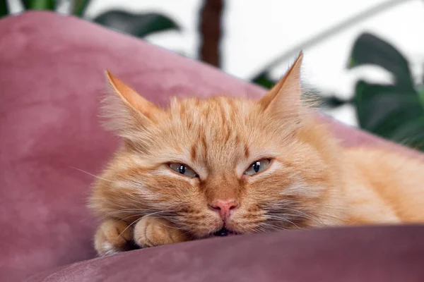 Güzel Kırmızı Kedi Sokakta Yağmur Yağarken Rahat Bir Koltukta Oturmayı — Stok fotoğraf