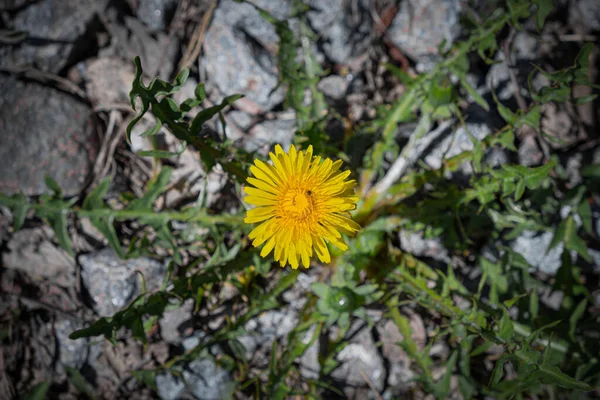 First Spring Sunny Bright Yellow Dandelion Flower Top View Background — Stock Photo, Image