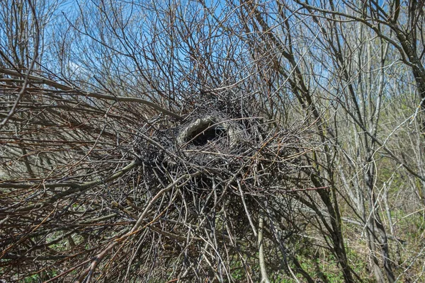 a large empty magpie nest of clay and twigs is built in a tall shrub.