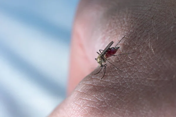 Mosquito Malárico Pica Una Persona Perforándose Piel Con Proboscis Vientre —  Fotos de Stock