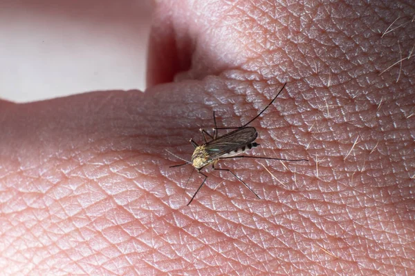 Eine Mücke Sticht Eine Person Mit Insektenübertragenen Infektionen — Stockfoto