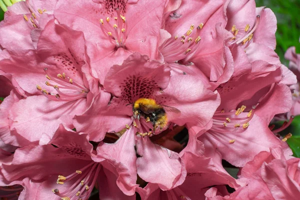 Trzmiel Zapyla Rododendron Kwiaty Ogrodzie Letnim — Zdjęcie stockowe