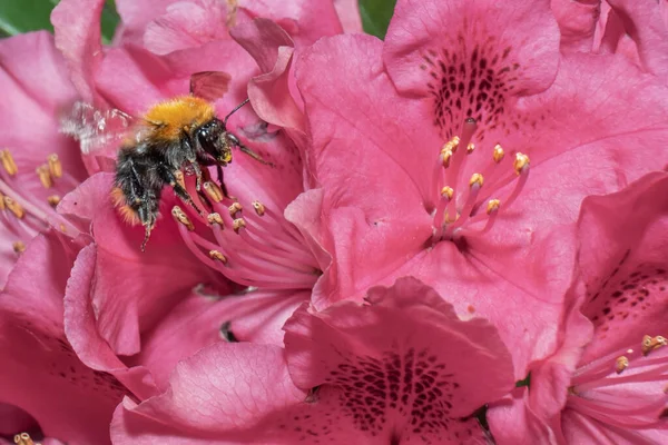 Abejorro Poliniza Flores Rododendro Jardín Verano — Foto de Stock