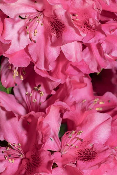 Den Vertikala Bakgrunden Helt Fylld Med Blommor Rhododendron — Stockfoto