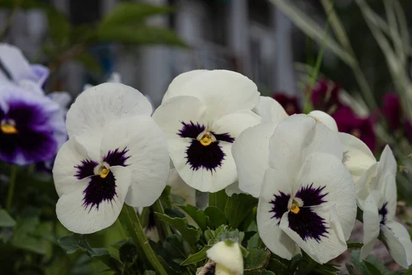 あなたの庭では バリエーション豊かな明るい白と紫のビオラの花が成長します — ストック写真