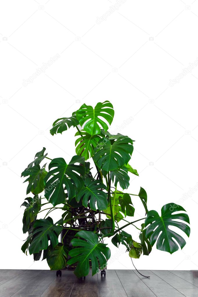 A magnificent monstera stands on a wooden floor against the background of a white wall, a place for copepace, vertical photo.