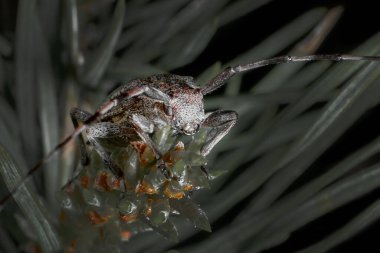 Bir yaban böceği ladin dalında oturur, kabuk böceğinin yakın çekimi.