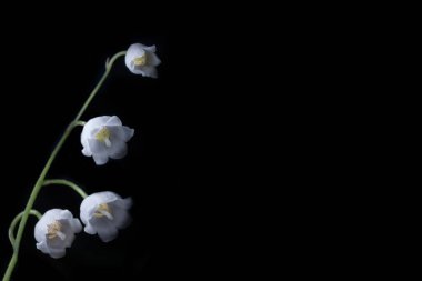 Siyah arkaplanda vadi zambakları. Metin için çerçeve, boşluk ayır..