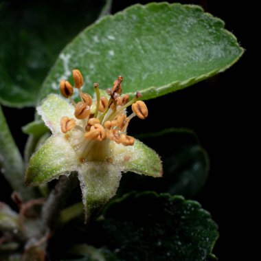 Elma tohumu, elma çiçeği siyah bir arkaplanda izole bir dalda.