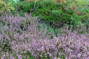 Eski bir Kircha ama takımadaların arasında bir ada müzesi. İskandinav dini, korsanlar ve hazineler adası 