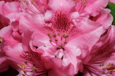 Çiçek açan rhododendron, açan çiçeklerin güzel pembe rengi ve rododendron ağacının tomurcukları..