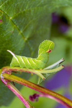 Şahin güvesinin tırtılı, bahçenin haşereleri, çiftçilerin korkusu. Tırtıl bahçedeki ekinleri yiyor..