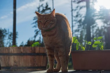 Kırmızı kedi yavrusu, tatlı bir uykudan sonra sırtına kemer takan kedi gibi gerilir.