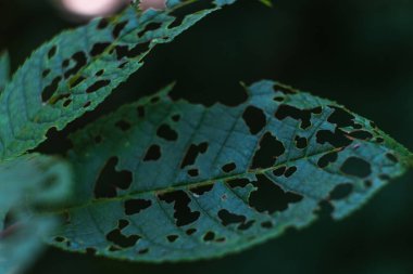 Delikli yaprak, haşereler tarafından yenir.. 