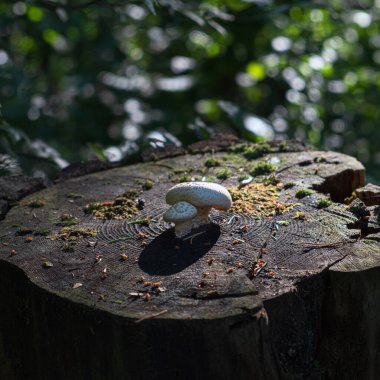 Orman doğası, harika bir peri masalı üzerinde büyüyen mantarlar sessiz, yeşil bir ormanda sihirli bir kütük..